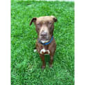 Photo of Romeo