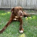 Photo of Romeo