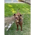 Photo of Romeo