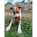 Photo of Zeus