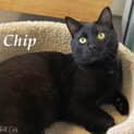 Photo of Chip