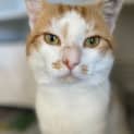 Photo of Papaya
