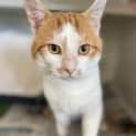 Photo of Papaya