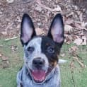 Photo of Beau
