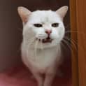 Photo of Otis