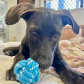 Photo of Cookie