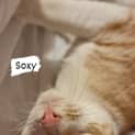 Photo of Soxy