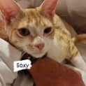 Photo of Soxy