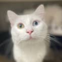 Photo of Boo