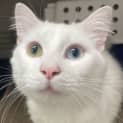 Photo of Boo