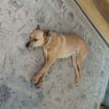 Photo of Roxy