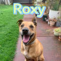Photo of Roxy