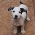 Photo of Nova