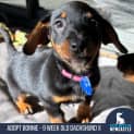 Photo of Bonnie 9 Week Old Dachshund X (Trial)