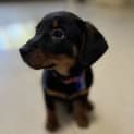 Photo of Bonnie 9 Week Old Dachshund X (Trial)