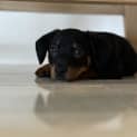 Photo of Bonnie 9 Week Old Dachshund X (Trial)