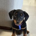 Photo of Bonnie 9 Week Old Dachshund X (Trial)