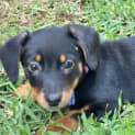 Photo of Bonnie 9 Week Old Dachshund X (Trial)