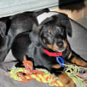 Photo of Bonnie 9 Week Old Dachshund X (Trial)