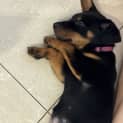 Photo of Bonnie 9 Week Old Dachshund X (Trial)