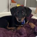 Photo of Bonnie 9 Week Old Dachshund X (Trial)