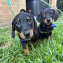 Photo of Clyde 9 Week Old Dachshund X (Trial)