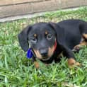 Photo of Clyde 9 Week Old Dachshund X (Trial)