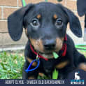Photo of Clyde 9 Week Old Dachshund X (Trial)