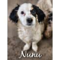 Photo of Nunu