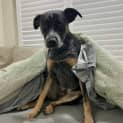 Photo of Mac Assisted Rehome