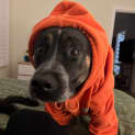Photo of Mac Assisted Rehome