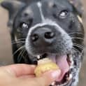 Photo of Mac Assisted Rehome