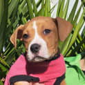 Photo of Ruby