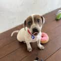 Photo of Brax 12 Week Old Staffy X (Trial)