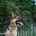 Photo of Max