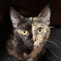 Photo of Star