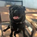 Photo of Pugsly