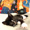 Photo of Fitzwilliam