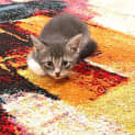 Photo of Kitty