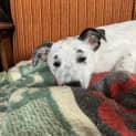 Photo of Lily
