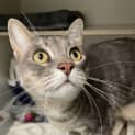 Photo of Nyx   Available From Petstock Engadine