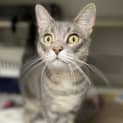 Photo of Nyx   Available From Petstock Engadine