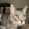 Photo of Nyx   Available From Petstock Engadine