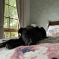 Photo of Cruiser