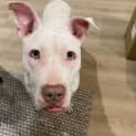 Photo of Rosie