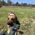 Photo of Bunny