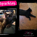 Photo of Sparkles