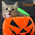 Photo of Peanut
