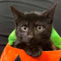 Photo of Pickles