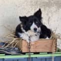 Photo of Ollie